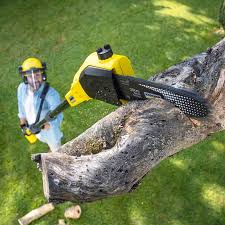 Best Fruit Tree Pruning  in Oreland, PA