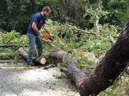 Professional Tree Care in Oreland, PA