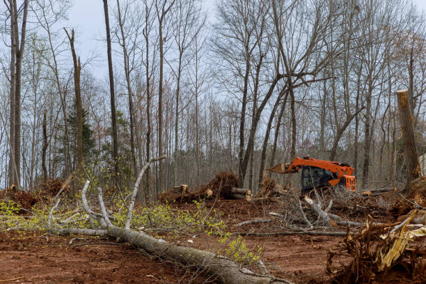 Best Hazardous Tree Removal  in Oreland, PA